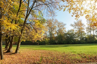 Photo of Picturesque view of park with beautiful trees. Autumn season