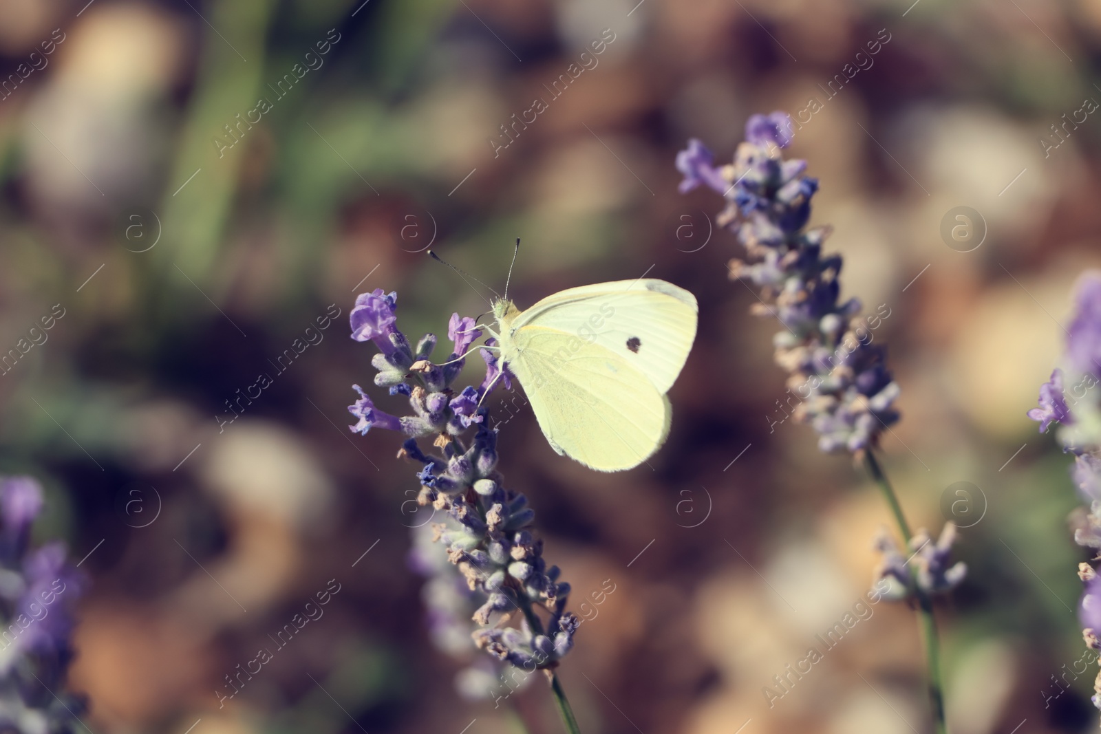 Photo of Beautiful butterfly in lavender field on sunny day, closeup