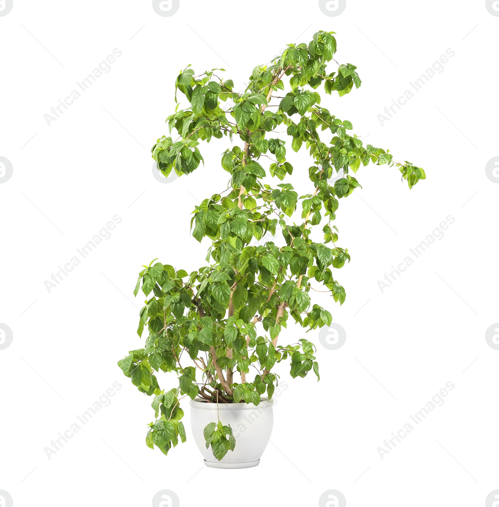 Photo of Beautiful ficus in pot on white background