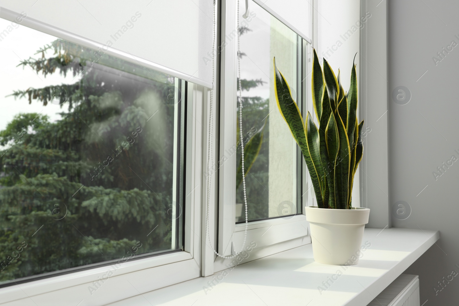 Photo of Window with blinds and potted Sansevieria plant on sill indoors