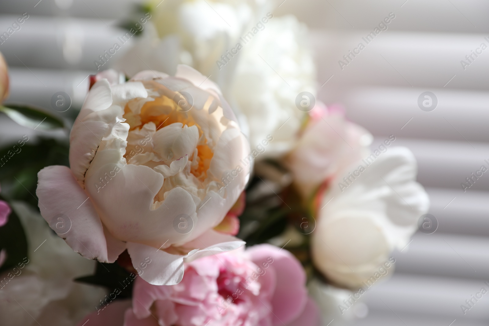 Photo of Closeup view of beautiful peonies near window indoors