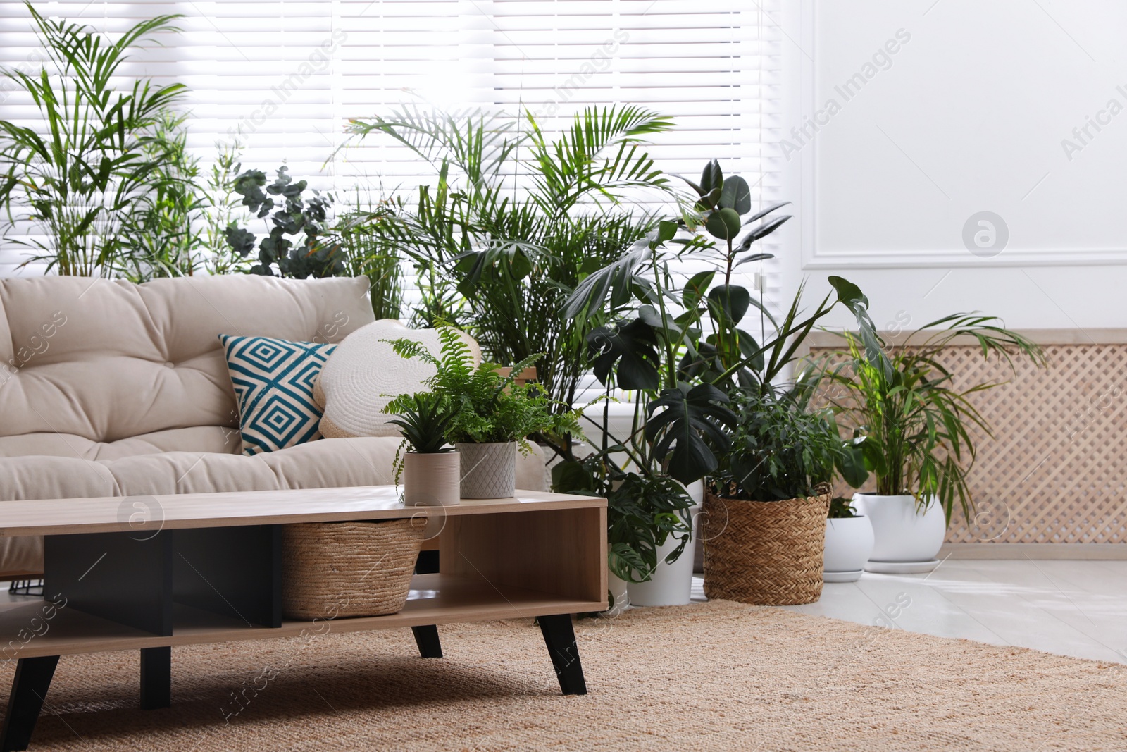 Photo of Stylish room interior with comfortable sofa and beautiful potted plants. Lounge zone