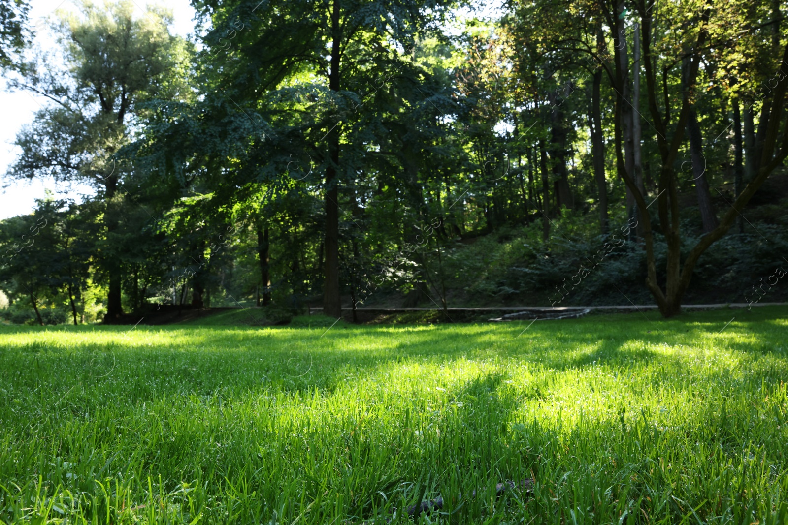 Photo of Beautiful fresh green grass in park on sunny day