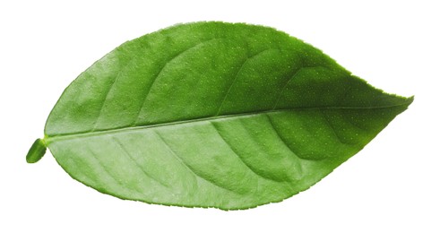 Photo of Green leaf of lemon tree isolated on white