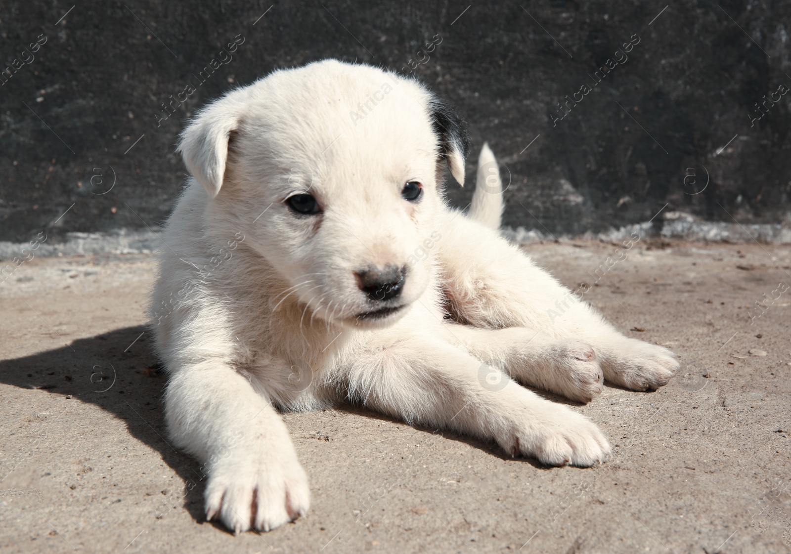 Photo of White stray puppy outdoors on sunny day. Baby animal