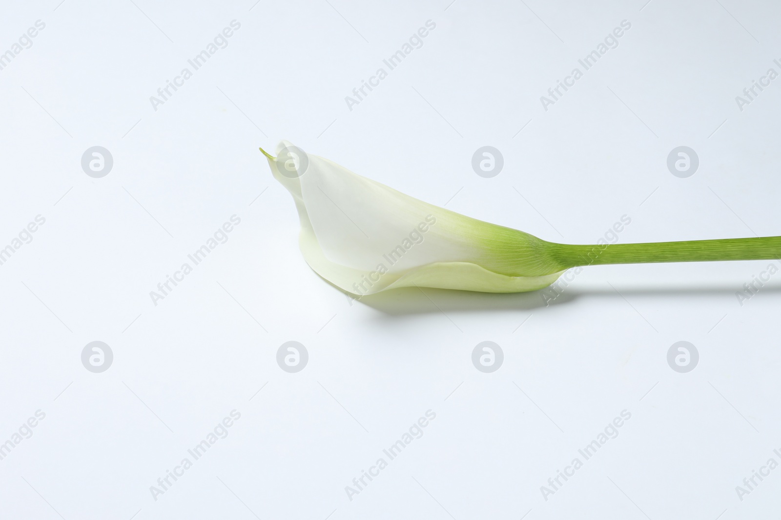 Photo of Beautiful calla lily flower on white background