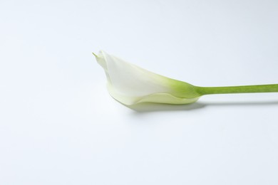 Photo of Beautiful calla lily flower on white background