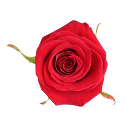 Photo of One beautiful red rose isolated on white