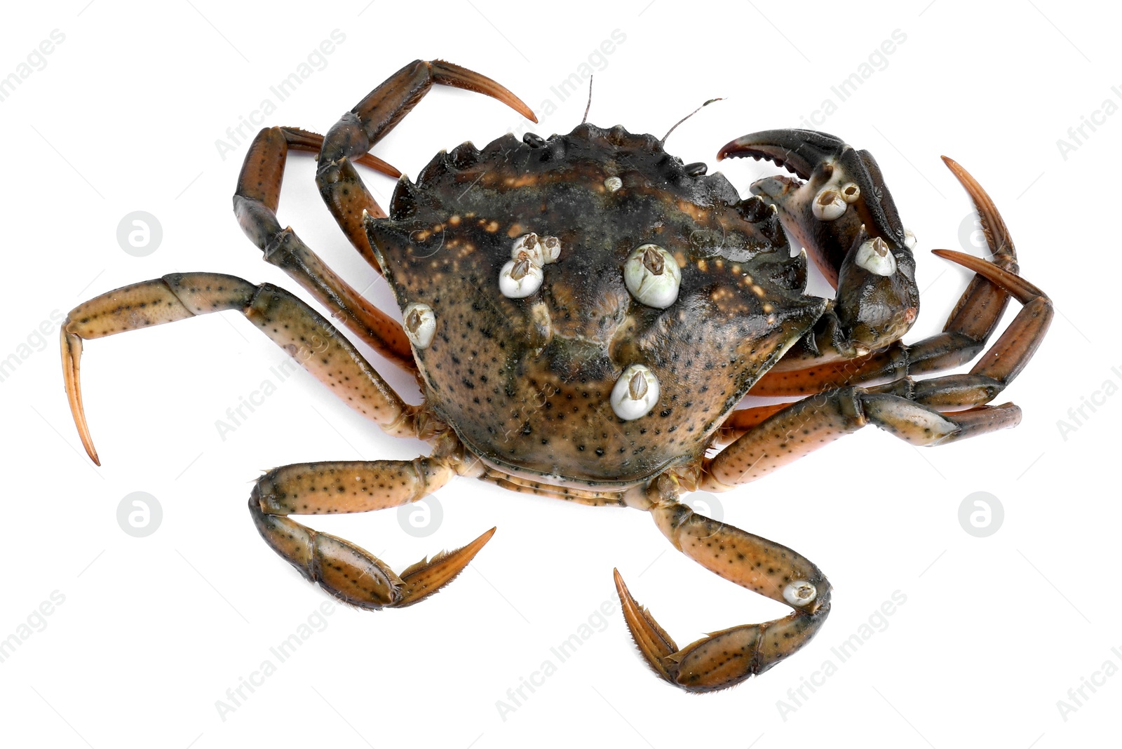 Photo of One fresh raw crab isolated on white, top view