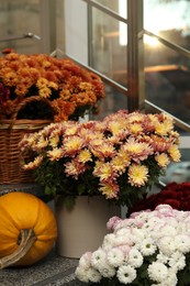 Photo of Many fresh chrysanthemum flowers in pots and pumpkin on stairs indoors