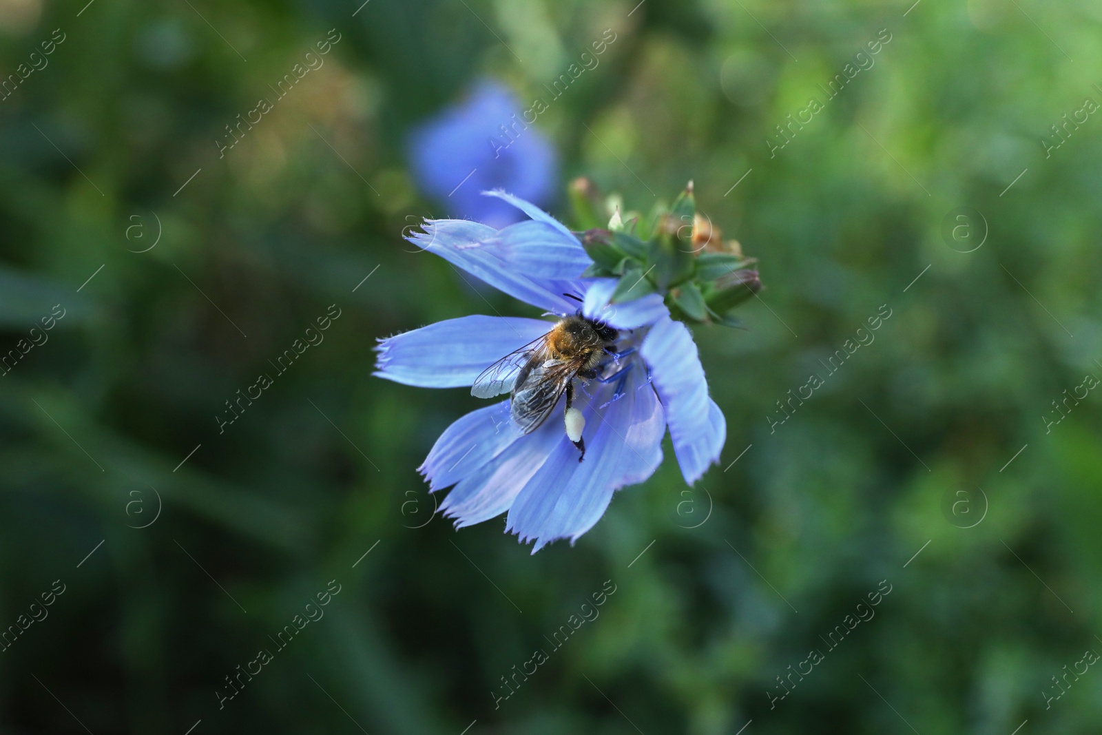 Photo of Honeybee collecting nectar from chicory flower outdoors, closeup