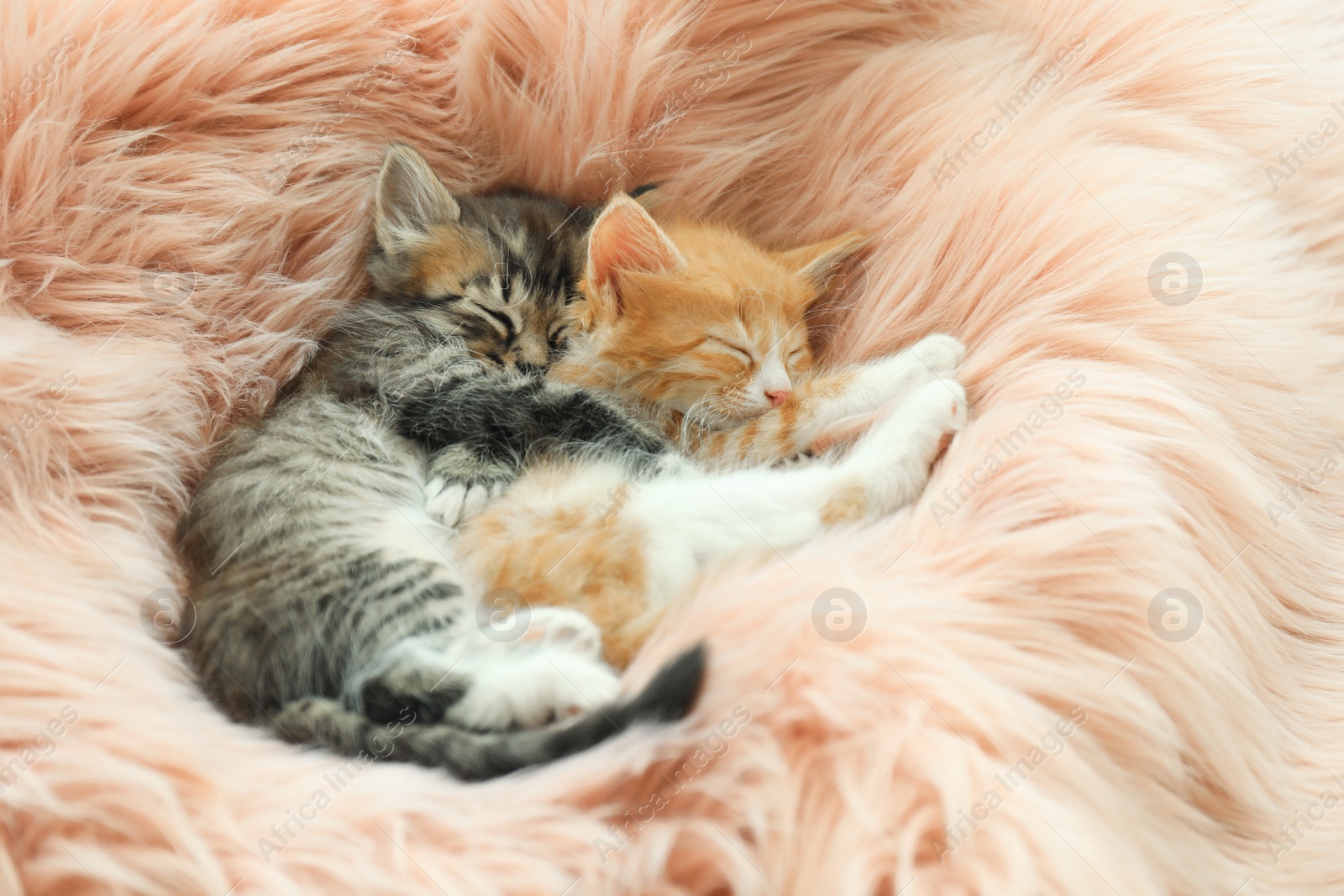 Photo of Cute little kittens sleeping on pink furry blanket