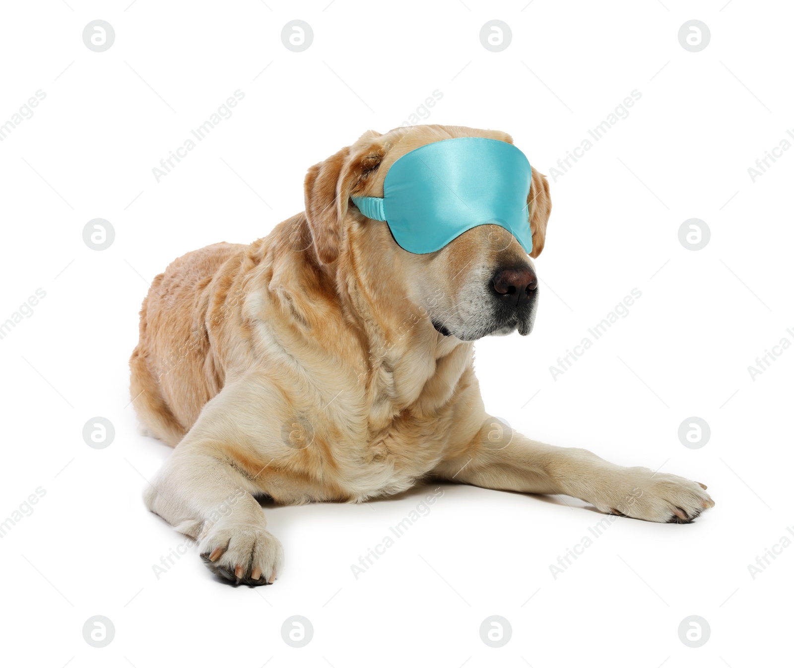 Photo of Cute Labrador Retriever with light blue sleep mask resting on white background