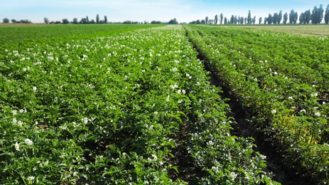 Beautiful field with blooming potato bushes on sunny day