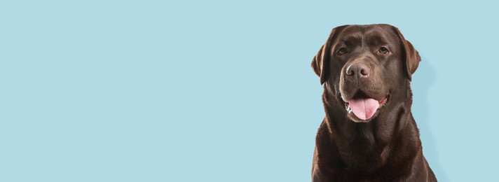 Image of Happy pet. Cute chocolate Labrador retriever dog smiling on pale light blue background, space for text. Banner design