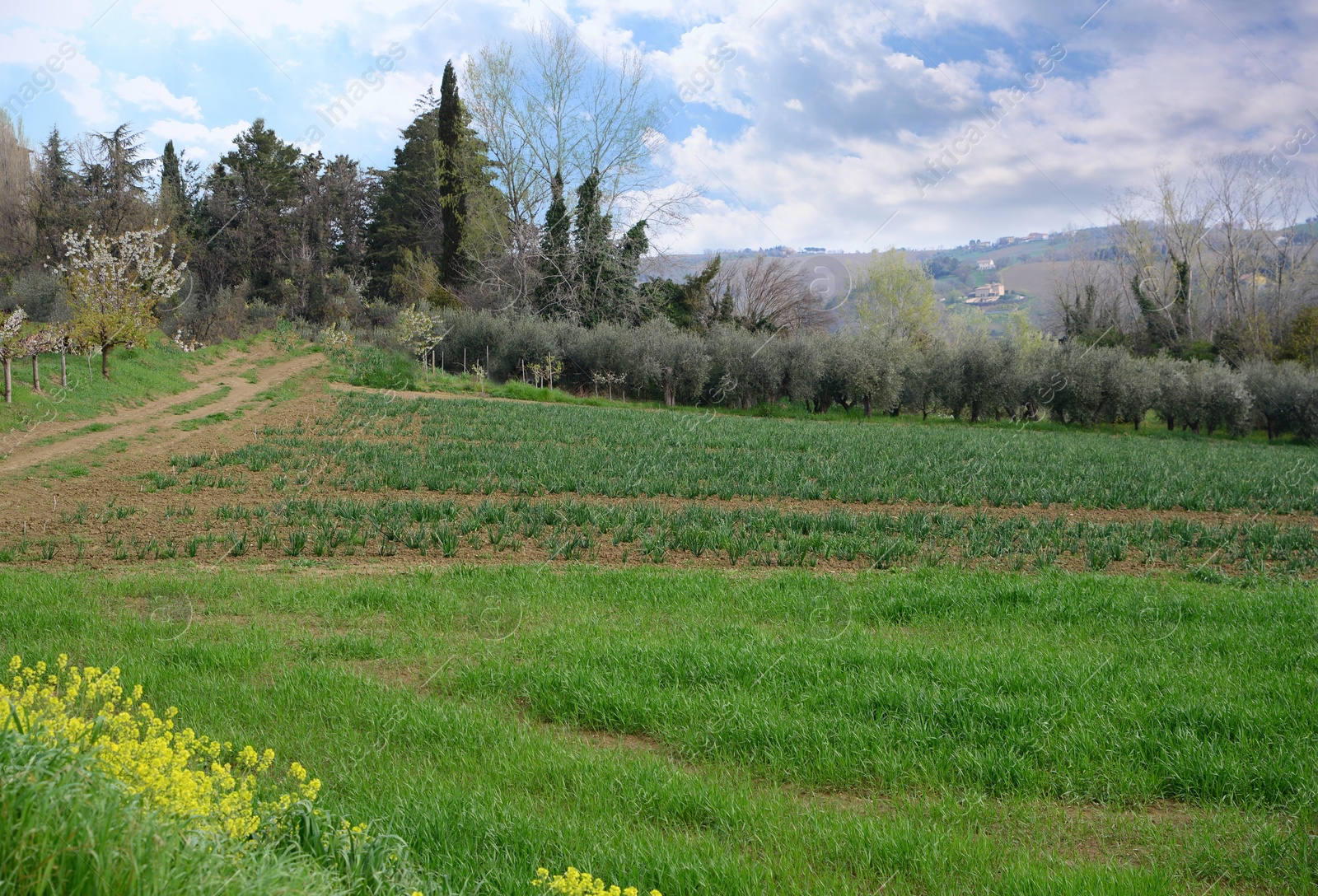 Photo of Beautiful view of field with green grass, plants and trees on spring day