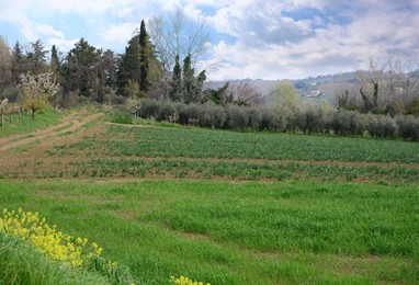 Beautiful view of field with green grass, plants and trees on spring day