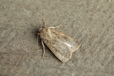 Photo of Paradrina clavipalpis moth on grey textured background