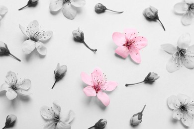 Beautiful cherry tree blossoms on light background, flat lay. Black and white tone with selective color effect