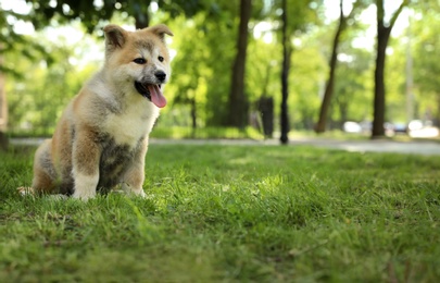 Funny adorable Akita Inu puppy in park, space for text