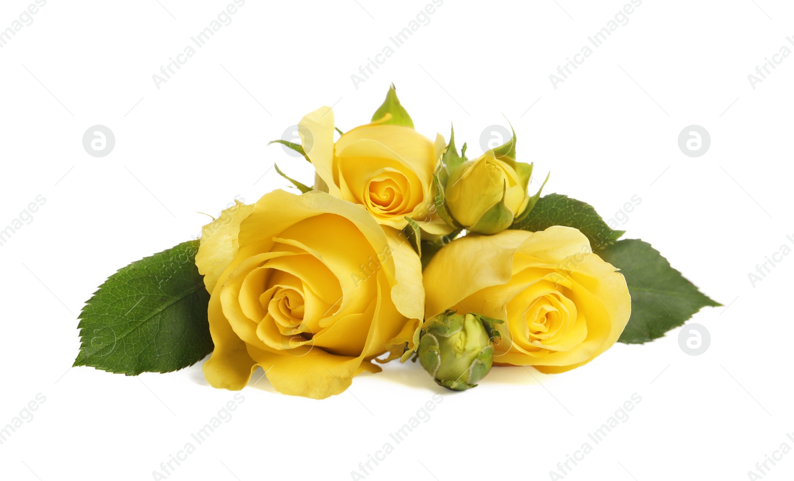 Photo of Beautiful fresh yellow roses with leaves isolated on white