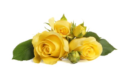 Beautiful fresh yellow roses with leaves isolated on white