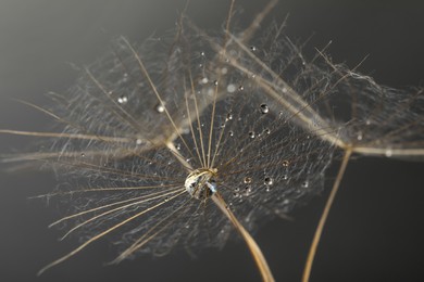 Photo of Seeds of dandelion flower with water drops on grey background, closeup