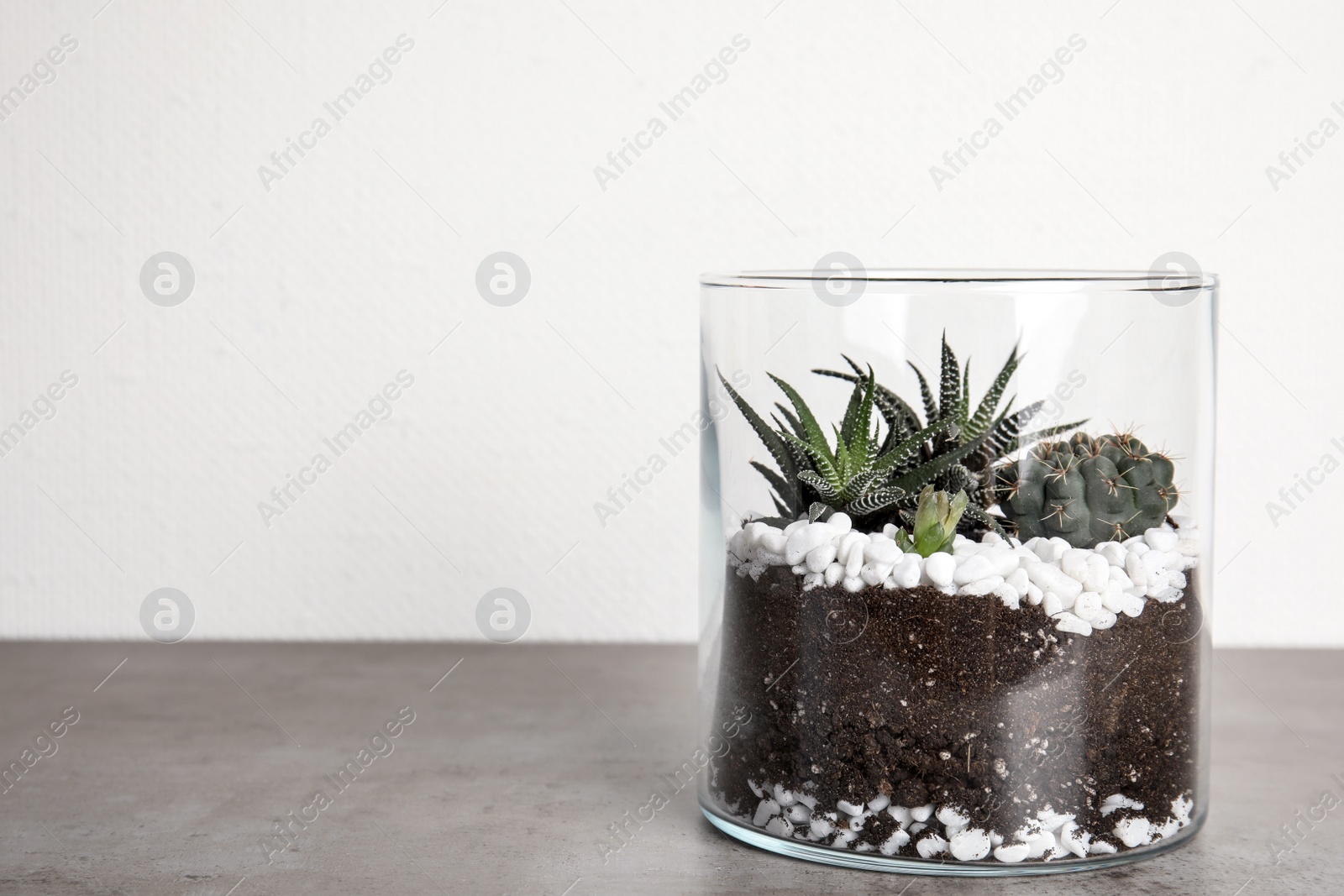 Photo of Glass florarium with different succulents on table against white background, space for text