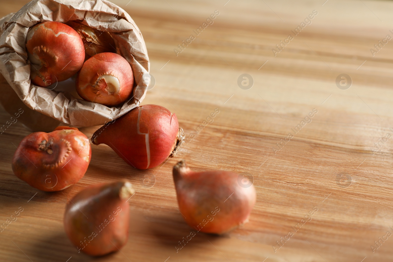 Photo of Tulip bulbs on wooden table. Space for text
