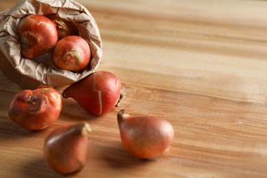 Tulip bulbs on wooden table. Space for text