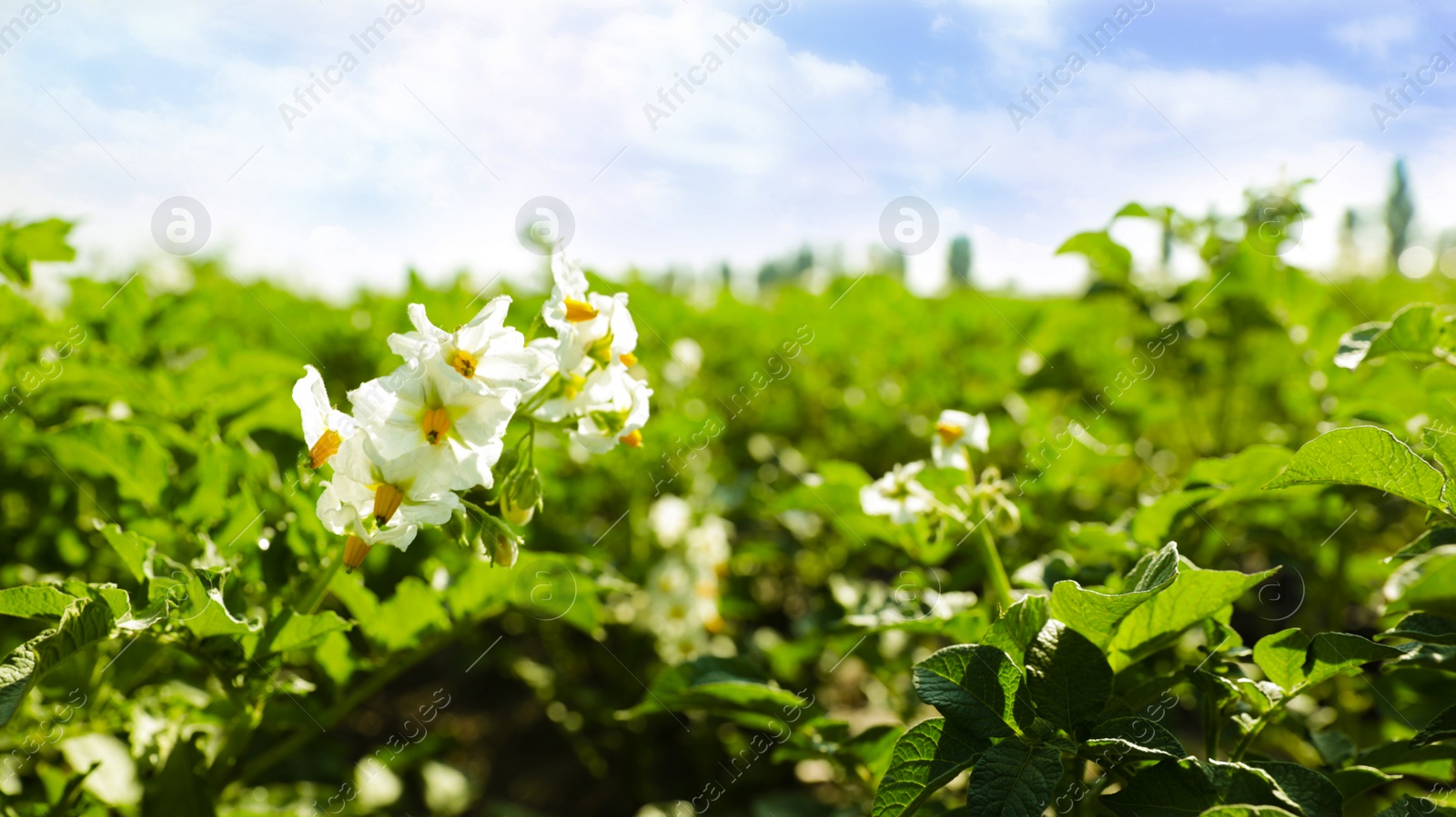 Photo of Blooming potato bushes in field against blue sky, closeup