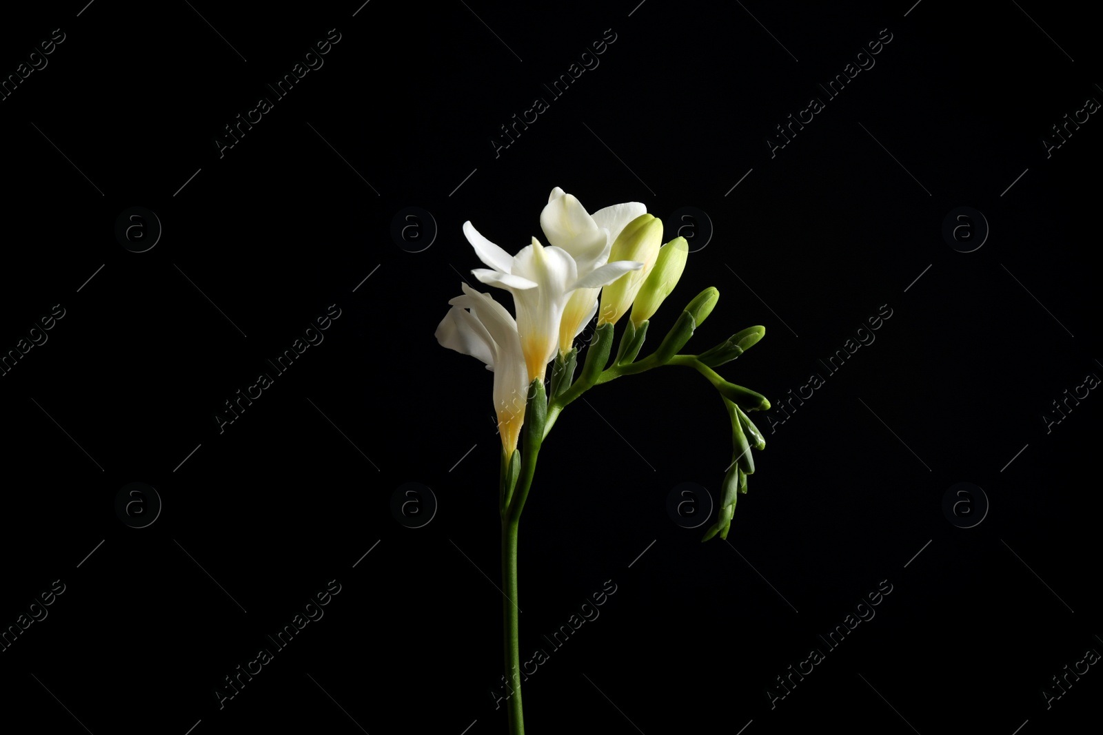 Photo of Beautiful white freesia flowers on black background