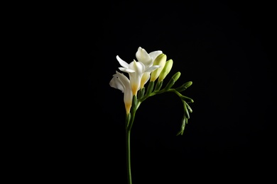 Beautiful white freesia flowers on black background