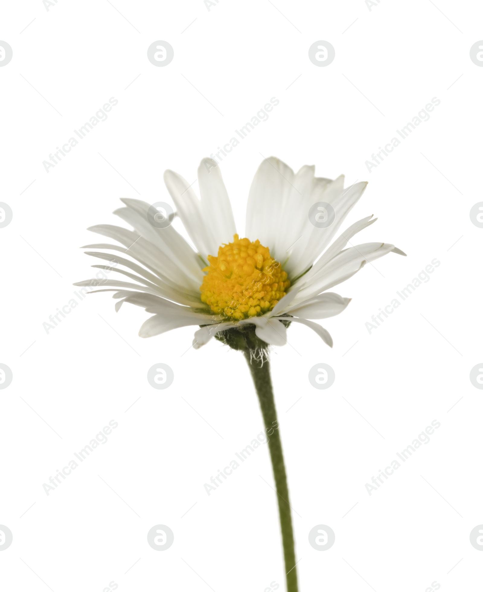 Photo of Beautiful tender daisy flower isolated on white