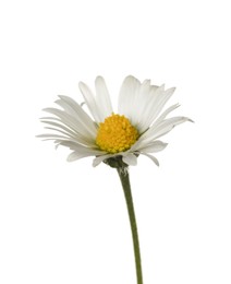 Photo of Beautiful tender daisy flower isolated on white