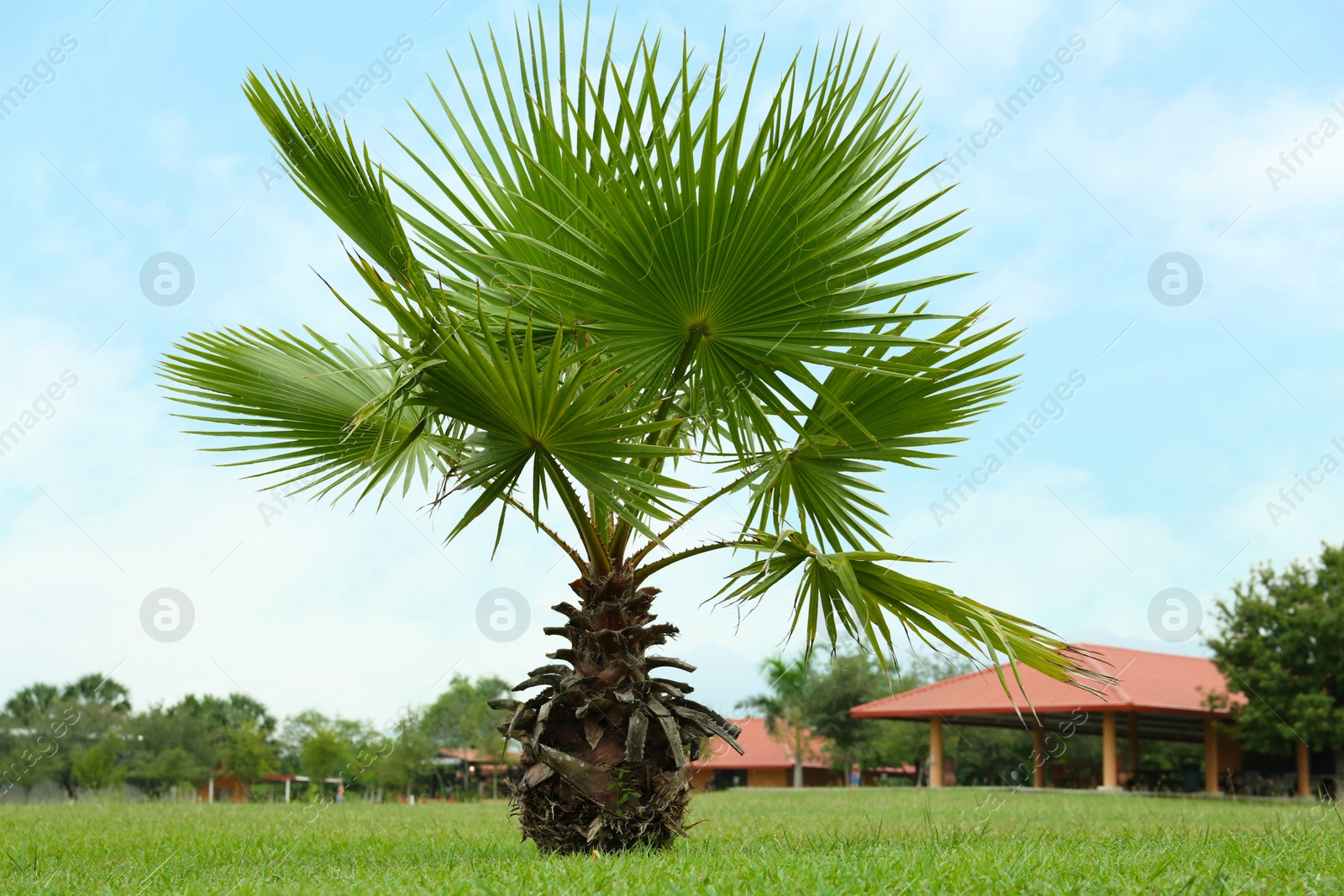 Photo of Tropical palm tree with beautiful green leaves outdoors