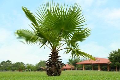 Tropical palm tree with beautiful green leaves outdoors