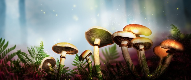 Image of Fantasy world. Mushrooms with magic lights in enchanted forest, banner design 