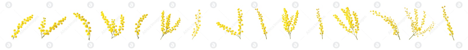 Image of Set with bright yellow mimosa flowers on white background. Banner design