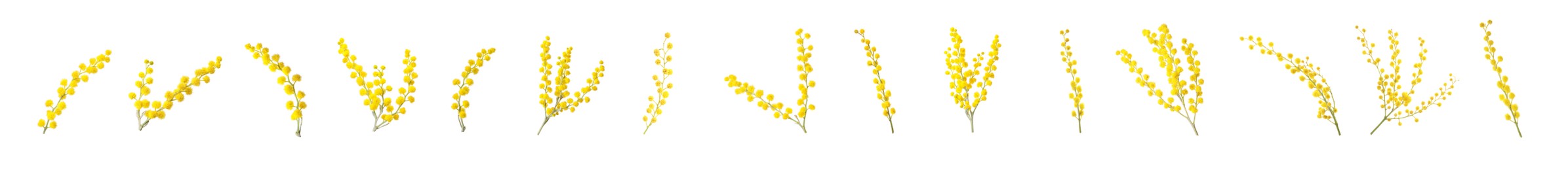 Image of Set with bright yellow mimosa flowers on white background. Banner design