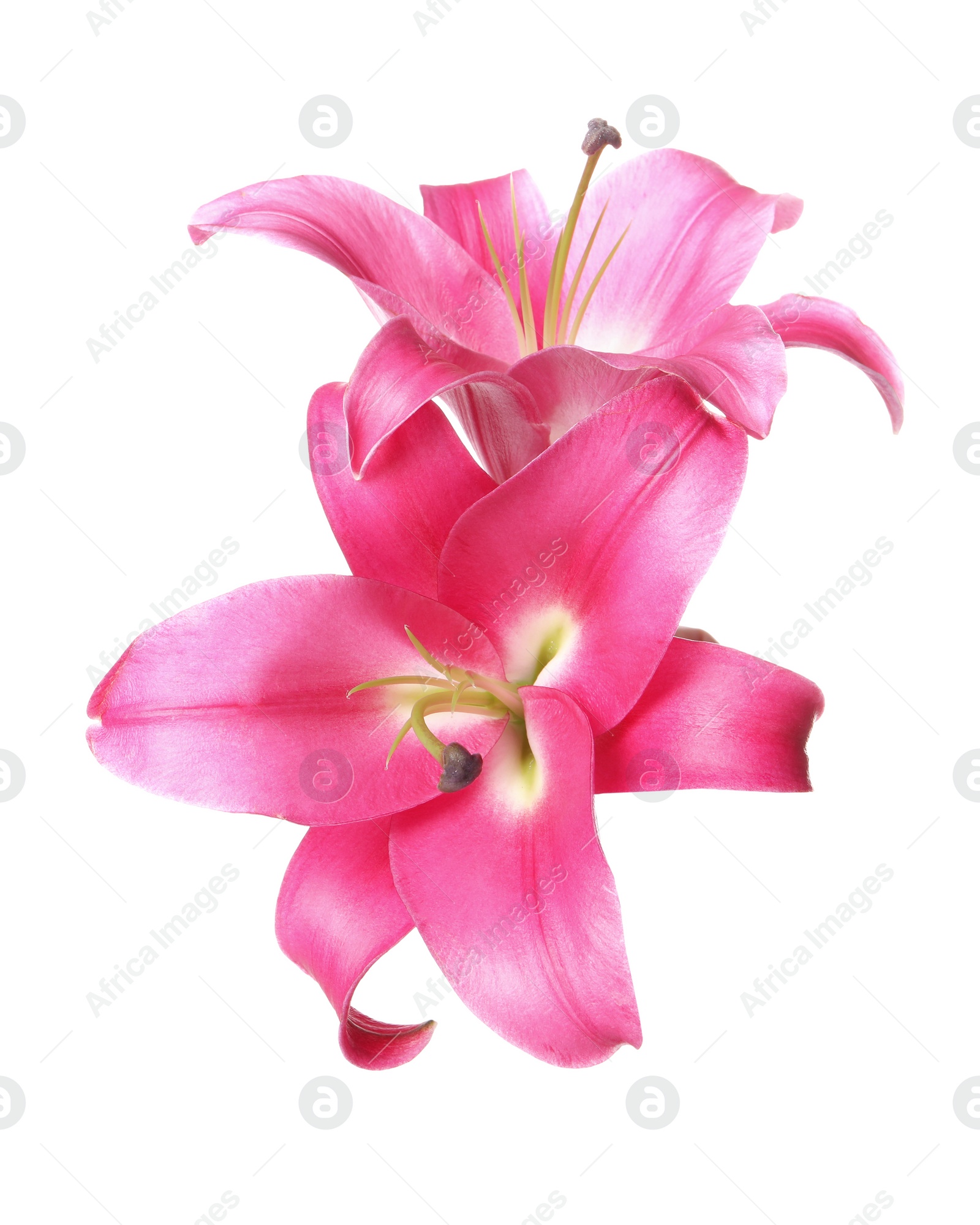 Photo of Beautiful pink lily flowers isolated on white