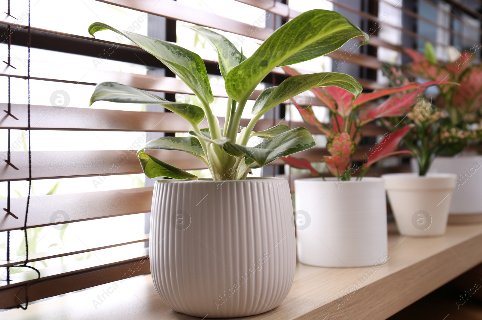 Photo of Beautiful houseplants on wooden window sill indoors