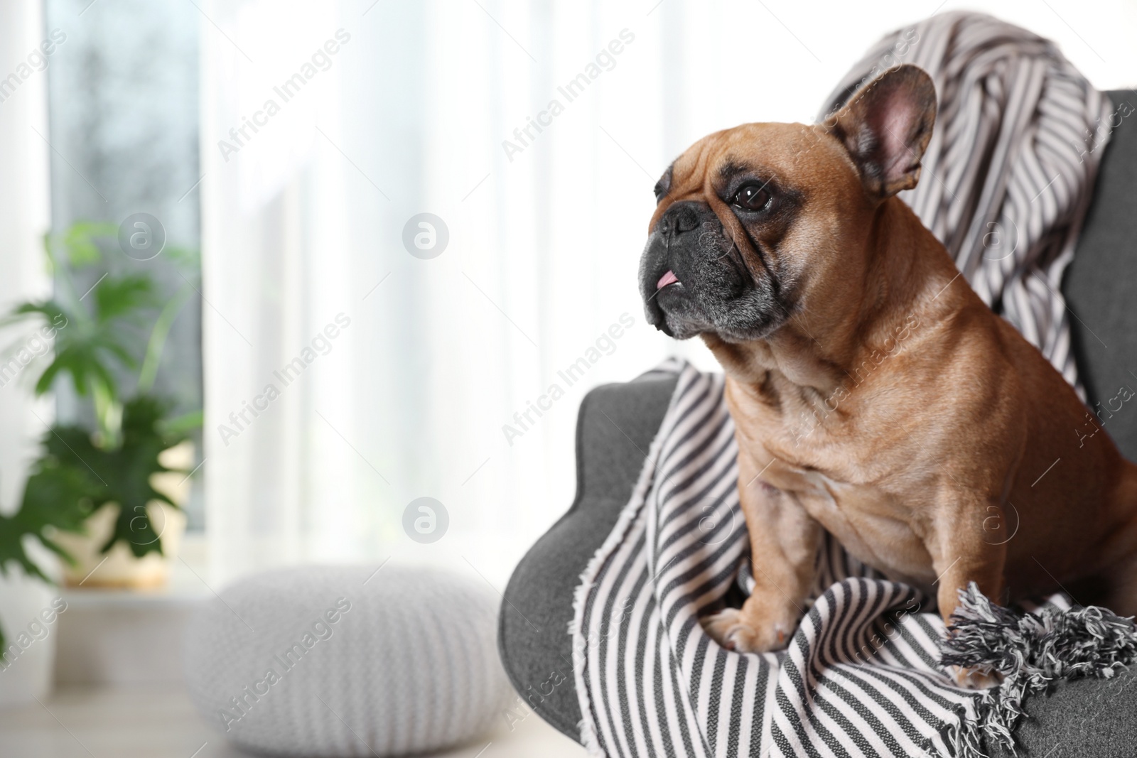 Photo of Funny French bulldog in armchair at home. Space for text