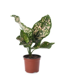 Beautiful Aglaonema plant in flowerpot isolated on white. House decor