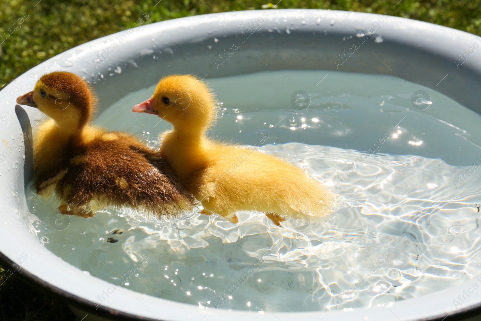 Photo of Cute fluffy ducklings swimming in metal basin outdoors