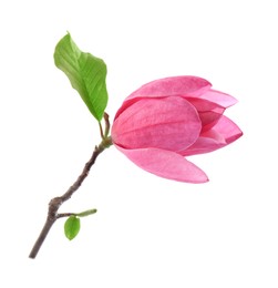 Beautiful pink magnolia flower isolated on white