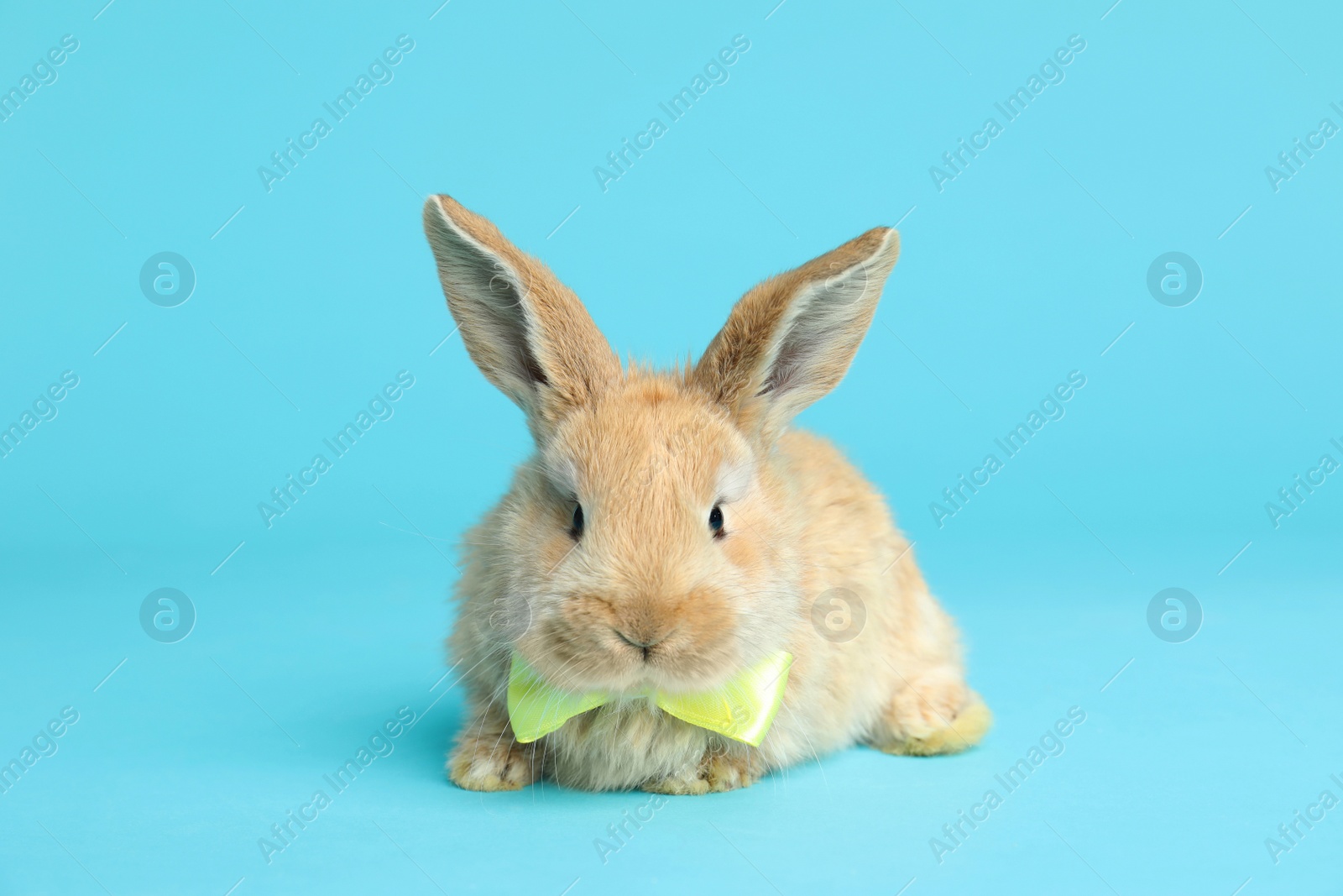 Photo of Adorable furry Easter bunny with cute bow tie on color background