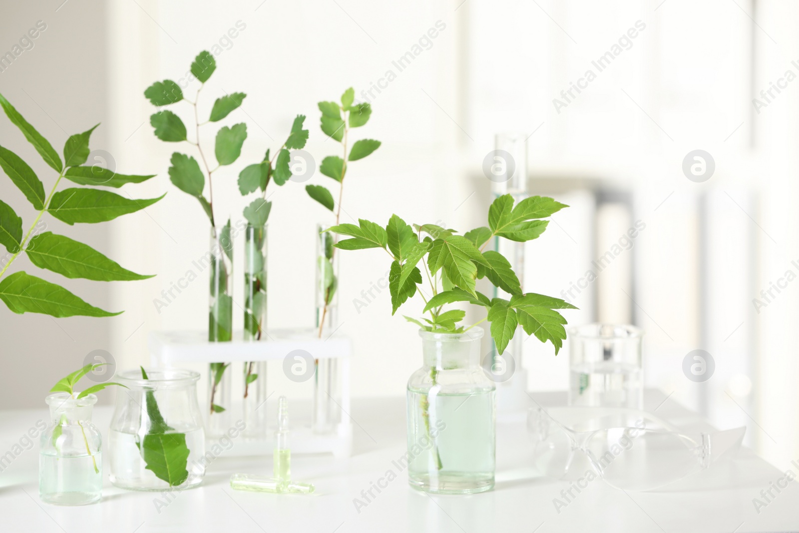 Photo of Laboratory glassware with plants on white table