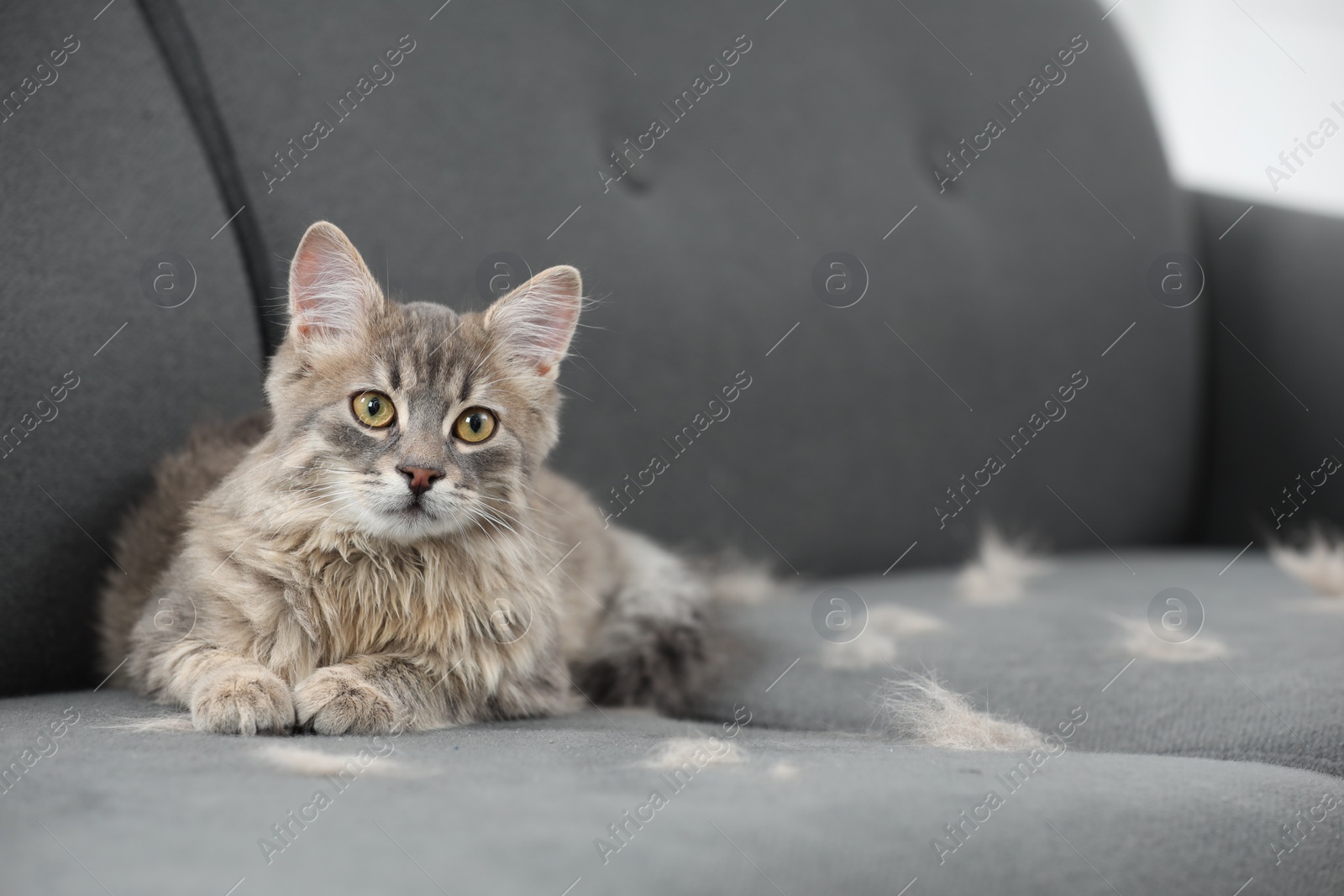 Photo of Pet shedding. Cute cat with lost hair on grey sofa, space for text