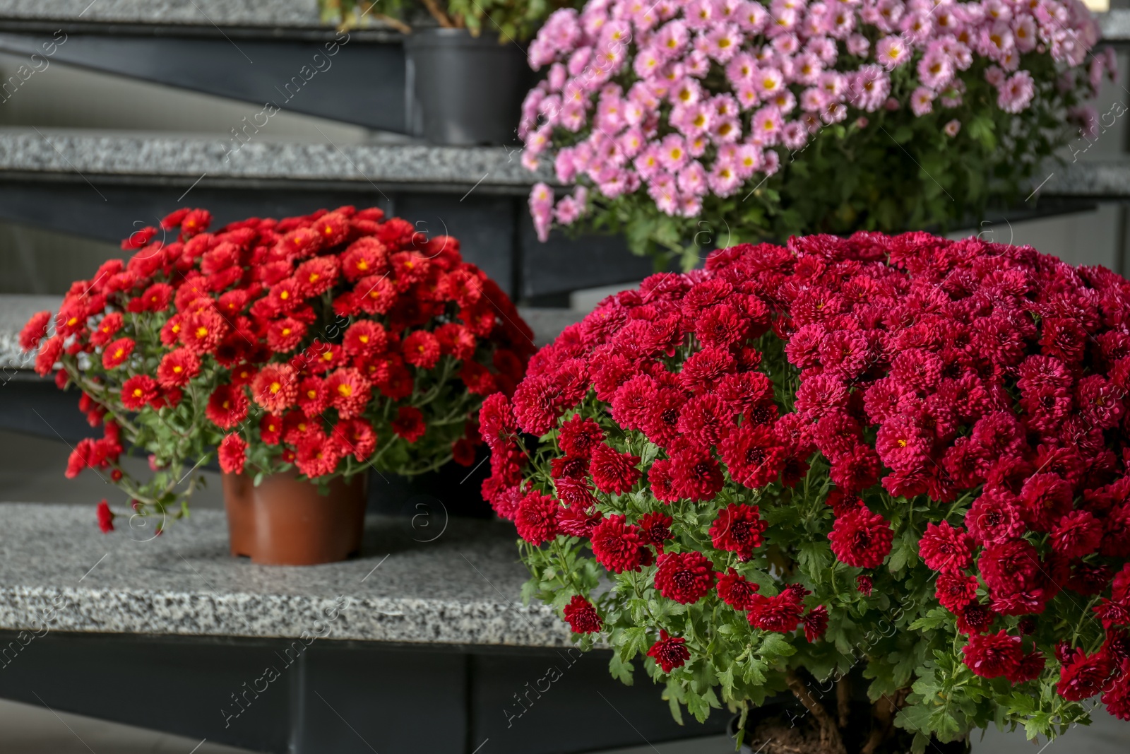 Photo of Beautiful composition with chrysanthemum flowers on stone stairs indoors